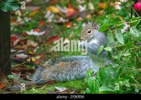 Issaquah, Washington State, USA. Western grey squirrel on the ground eating a nut Stock Photo