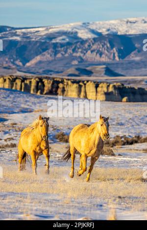 USA, Wyoming. Hideout Horse Ranch, horses in snow. (PR) Stock Photo