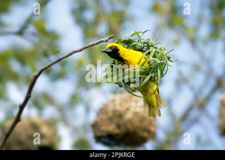 A male Village weaver bird, Ploceus cucullatus,  is weaving a nest with strands of long leaves. Stock Photo