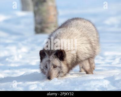 Arctic Fox, blue morph, searching for food in deep snow during winter. Europe, Norway, Bardu, Polar Park Stock Photo