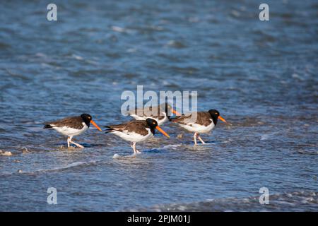 American oystercatcher on oyster reef Stock Photo
