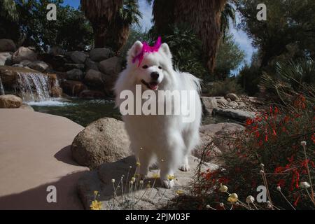 Samoyed in Palm Desert, California Stock Photo