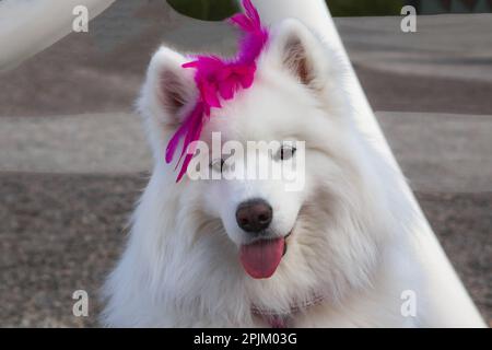 Samoyed in Palm Desert, California Stock Photo