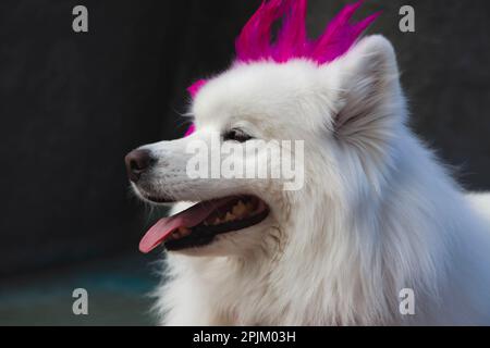 Samoyed in Palm Desert, California Stock Photo