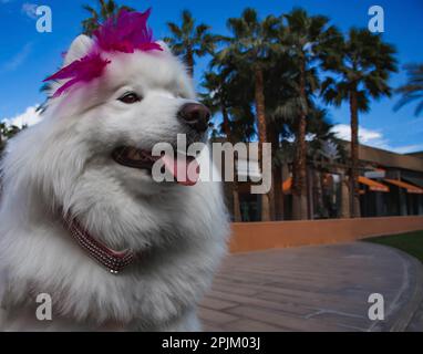 Samoyed in Palm Desert, California Stock Photo