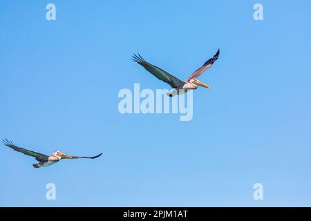 Playa El Tecolote, La Paz, Baja California Sur, Mexico. Brown pelicans over the Sea of Cortez. Stock Photo