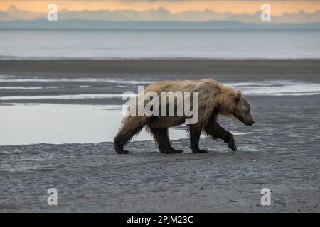 Skinny brown bear walking the tide flats of Cook Inlet in search of a ...