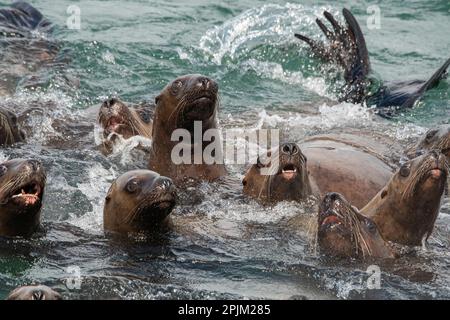 Curious Steller Sea lions swimming close to the boat in Glacier Bay. Stock Photo