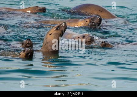 Steller sea lions swimming close, curious about humans. Stock Photo