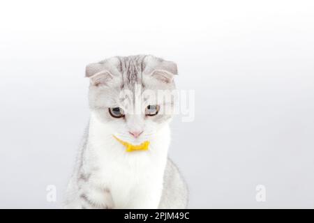 Portrait of small cute cat on the white background. Scottish fold tabby kitten with funny yellow eyes. Copy space Stock Photo