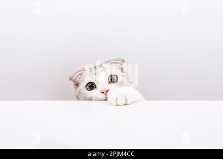 Portrait of small cute cat on the white background. Hidden cat. Scottish fold tabby kitten with funny yellow eyes. Copy space Stock Photo