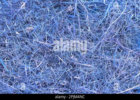 Hay background or texture, dried grass, toned in violet color, horizontal, top view Stock Photo
