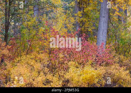 USA, Washington State. Cottonwoods and wild Dogwood trees in fall color near Winthrop Stock Photo