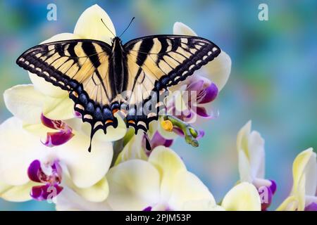 USA, Washington State, Sammamish. Eastern tiger swallowtail butterfly on Orchid Stock Photo