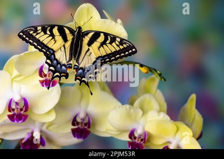 USA, Washington State, Sammamish. Eastern tiger swallowtail butterfly on Orchid Stock Photo