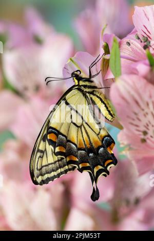 USA, Washington State, Sammamish. Eastern tiger swallowtail butterfly on Peruvian lily Stock Photo