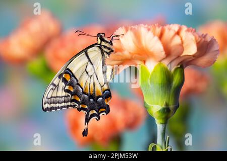 USA, Washington State, Sammamish. Eastern tiger swallowtail butterfly resting on orange carnation Stock Photo