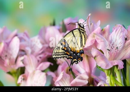 USA, Washington State, Sammamish. Eastern tiger swallowtail butterfly on Peruvian lily Stock Photo