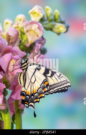 USA, Washington State, Sammamish. Eastern tiger swallowtail butterfly on Snapdragon Stock Photo