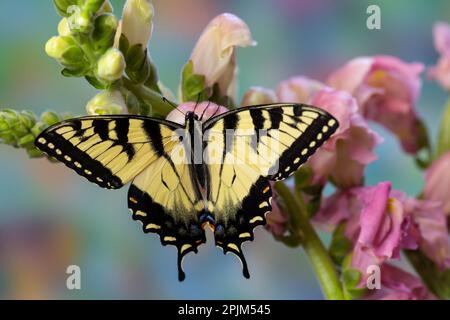 USA, Washington State, Sammamish. Eastern tiger swallowtail butterfly on Snapdragon Stock Photo