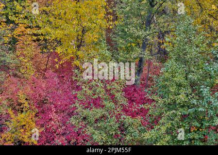 USA, Washington State. Cottonwoods and wild dogwood along Peshastin Creek, off of Highway 97 Stock Photo