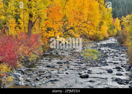 USA, Washington State. Cottonwoods and wild dogwood along Peshastin Creek, off of Highway 97 Stock Photo