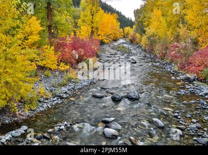 USA, Washington State. Cottonwoods and wild dogwood along Peshastin Creek, off of Highway 97 Stock Photo