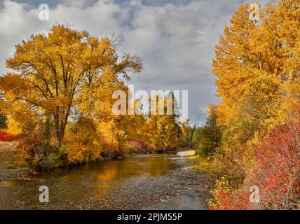 USA, Washington State. Cottonwoods and wild dogwoods trees in Autumn Color along the Yakima River Stock Photo