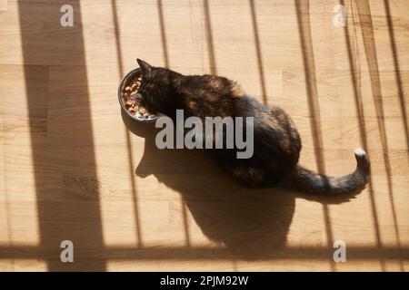 Brown cat eating from metal bowl at home. Morning light and shadow of window on floor. Stock Photo