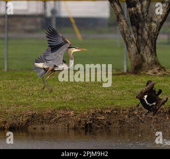 Two birds soaring in a serene blue sky above a landscape of electrical ...