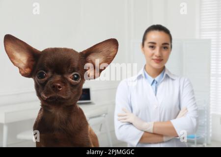 Veterinarian doc with adorable dog in clinic Stock Photo