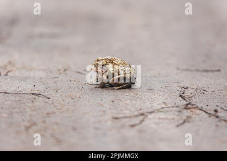 Close-up shot of mating frogs. Frogs mate. High quality photo Stock Photo