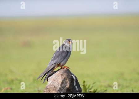 Amur falcon (Falco amurensis). It breeds in south-eastern Siberia and Northern China before migrating in large flocks across India and over the Arabia Stock Photo