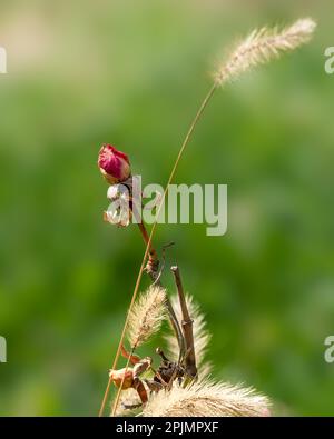 Dry rose flower on a green background, detailed dried rose head on blurred background Stock Photo