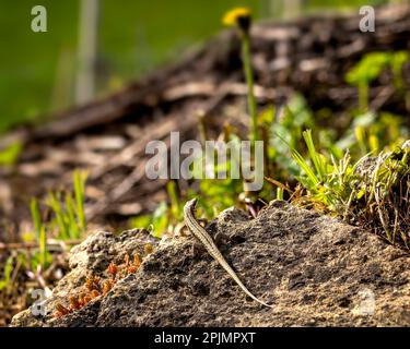 Gecko lizard sitting on a stone, brown European lizard Stock Photo