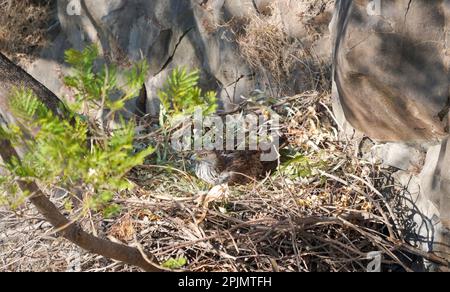 Bonelli's eagle (Aquila fasciata) In their nest, satara maharashtra india Stock Photo