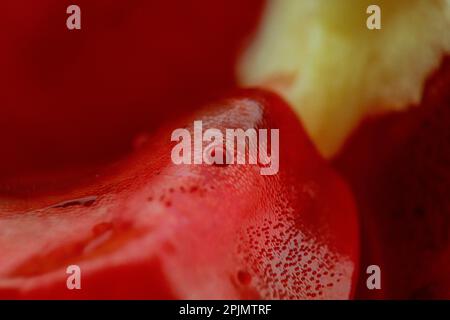 pomegranate seeds with juice drops in detail Stock Photo