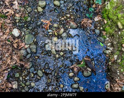 A close-up shot of a small stream at Bellevue Botanical Garden in Washington State. Stock Photo