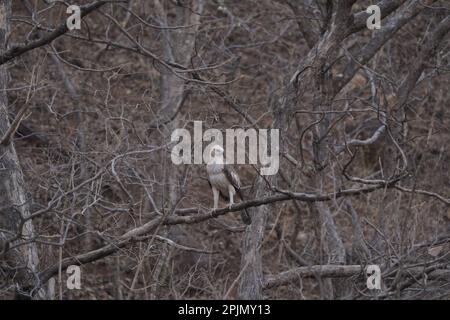 Juvenile changeable hawk-eagle or crested hawk-eagle (Nisaetus cirrhatus) , satara maharashtra india Stock Photo