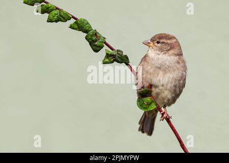 Sparrow bird perched sitting on tree branch. Sparrow songbird (Passeridae) sitting and singing on tree branch amidst green leaves close up photo neutr Stock Photo