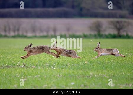 Three Brown Hares chasing each other in Norfolk UK Stock Photo