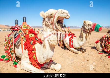 Yawning рarnessed riding camel resting in the desrt, Al Ula, Saudi Arabia Stock Photo