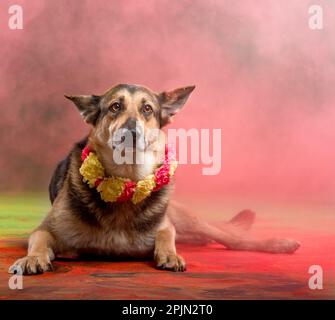 pictures of dog sesion kukur tihar stile Stock Photo