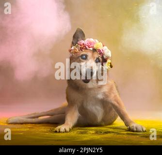 pictures of dog sesion kukur tihar stile Stock Photo