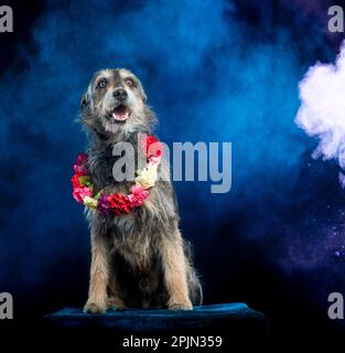 pictures of dog sesion kukur tihar stile Stock Photo