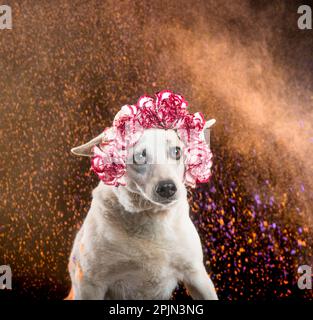 pictures of dog sesion kukur tihar stile Stock Photo