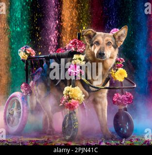 pictures of dog sesion kukur tihar stile Stock Photo