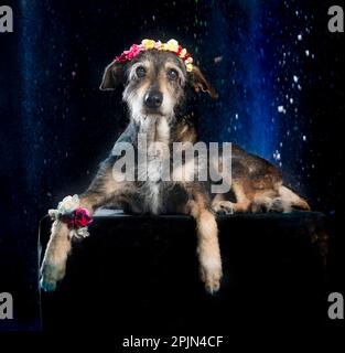 pictures of dog sesion kukur tihar stile Stock Photo