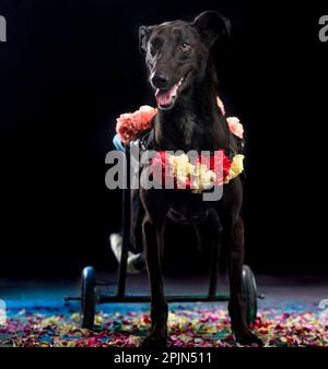 pictures of dog sesion kukur tihar stile Stock Photo