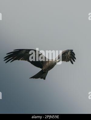 An eagle soaring across the sky on a cloudy day, silhouetted against a grey backdrop Stock Photo